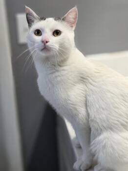 Domestic Short Hair Cats Available for Adoption in Bristol, Tennessee - Edgar | PetCurious