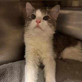 Charles -  Domestic Short Hair Cat for Adoption in Newberg, Oregon - Charles | PetCurious