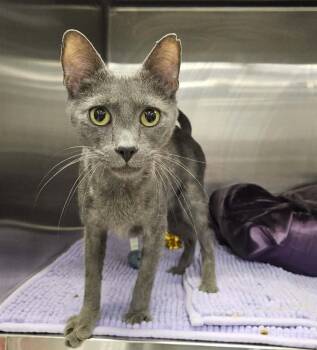 Domestic Short Hair Cats Available for Adoption in Greensburg, Pennsylvania - Malosi | PetCurious