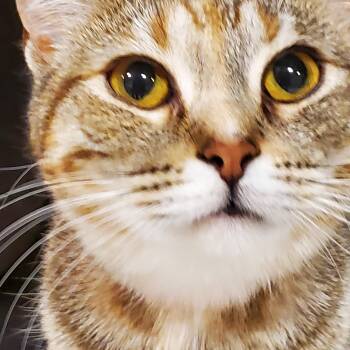 Nola -  Tabby Cat Available for Adoption in Muncie, Indiana - Nola | PetCurious