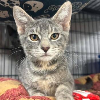 Rory -  Domestic Short Hair Cat for Adoption in Woodbury, New Jersey - Rory | PetCurious