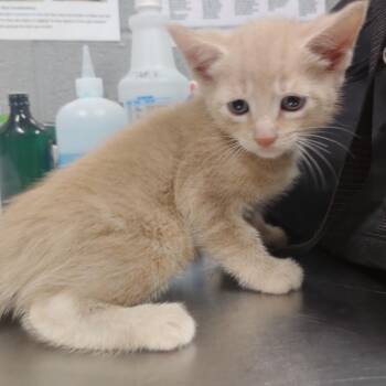 Mac N Cheezy -  Domestic Short Hair Cat for Adoption in Allentown, Pennsylvania - Mac N Cheezy | PetCurious