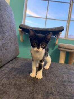 Porky Pig -  Domestic Short Hair Cat for Adoption in Chandler, Arizona - Porky Pig | PetCurious