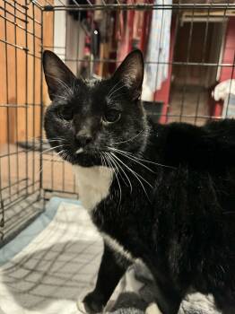 Domestic Medium Hair Cats Available for Adoption - Winnie | PetCurious