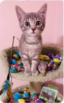 Cricket -  Domestic Short Hair Cat for Adoption in Wyandotte, Michigan - Cricket | PetCurious