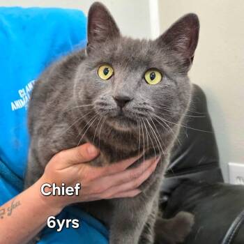 Chief -  Domestic Short Hair Cat for Adoption in Madison, Wisconsin - Chief | PetCurious