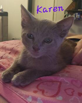 Karen -  Domestic Short Hair Cat for Adoption in Mount Pleasant, Texas - Karen | PetCurious