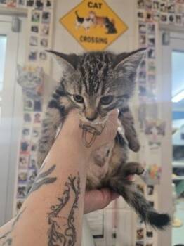 Domestic Short Hair Cats Available for Adoption in Savannah, Georgia - Broccoli | PetCurious