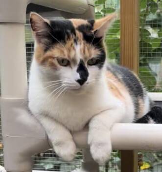 Rescue American Shorthair Cats for Adoption in Frederick, Maryland - Pixel | PetCurious