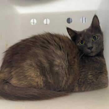 Fractious Tye Dye -  Domestic Medium Hair Cat for Adoption in Columbiana, Alabama - Fractious Tye Dye | PetCurious