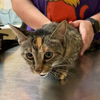 Patches -  Domestic Short Hair Cat for Adoption in Monroe, Louisiana - Patches | PetCurious