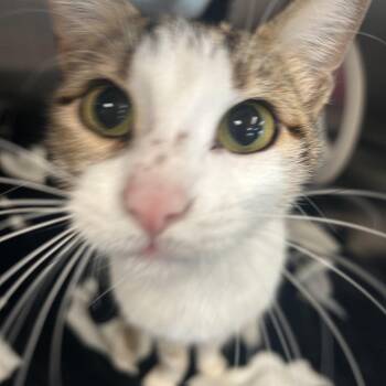 Zoey -  Domestic Short Hair Cat for Adoption in Gainesville, Texas - Zoey | PetCurious