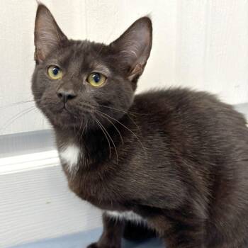 Alice -  Domestic Short Hair Cat for Adoption in Medford, Oregon - Alice | PetCurious