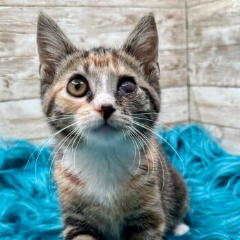 Poppy -  Domestic Short Hair Cat for Adoption in Lexington, Kentucky - Poppy | PetCurious