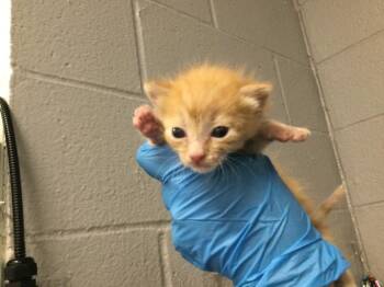 Domestic Short Hair Cats Available for Adoption in Thousand Palms, California - A1907838 | PetCurious