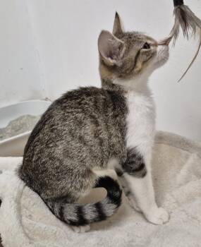 Miley -  Domestic Short Hair Cat for Adoption in South Bend, Indiana - Miley | PetCurious