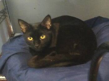 Hippy -  Domestic Short Hair Cat for Adoption in PORT WENTWRTH, Georgia - Hippy | PetCurious