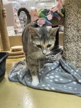 Purrsephone     PIA -  Domestic Short Hair Cat for Adoption in Metamora, Illinois - Purrsephone     PIA | PetCurious