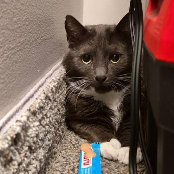 Domestic Short Hair Cats Available for Adoption in Fairport, New York - Smudge | PetCurious