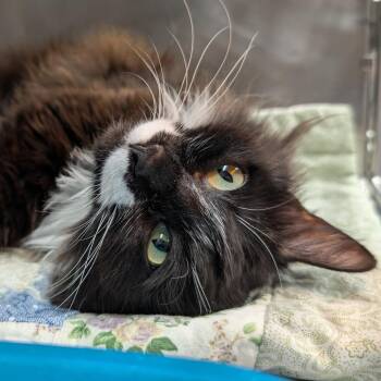 Domestic Short Hair Cats Available for Adoption - Gracie | PetCurious
