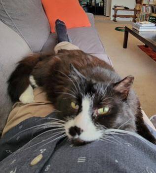 Samba -  Tuxedo and Maine Coon Cat for Adoption in San Francisco, California - Samba | PetCurious