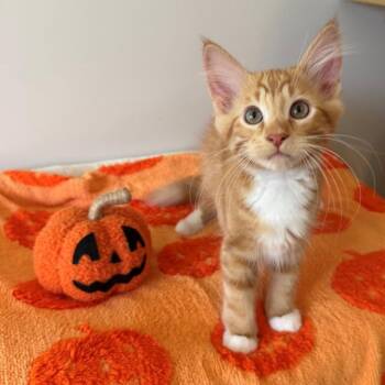 Zap -  Domestic Short Hair Cat for Adoption in Rochester, Minnesota - Zap | PetCurious