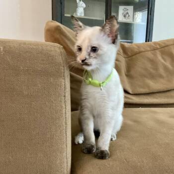 Isla -  Domestic Short Hair Cat for Adoption in Baytown, Texas - Isla | PetCurious