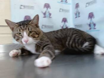 MAX -  Domestic Short Hair Cat for Adoption in Orlando, Florida - MAX | PetCurious