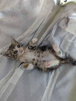 Rosie -  Domestic Short Hair Cat for Adoption in Brockport, New York - Rosie | PetCurious