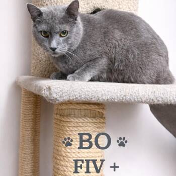 Russian Blue and Domestic Short Hair Cats Available for Adoption - BO | PetCurious