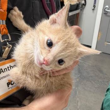 Glasswing -  Domestic Short Hair Cat Available for Adoption in Normal, Illinois - Glasswing | PetCurious