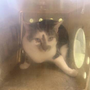 Domestic Short Hair Cats Available for Adoption in Philadelphia, Pennsylvania - Prince | PetCurious