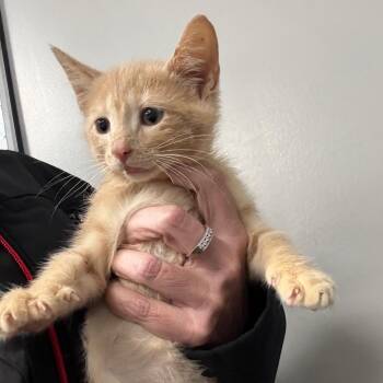 Cayenne -  Domestic Short Hair Cat for Adoption in Normal, Illinois - Cayenne | PetCurious