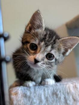 Pablo (white collar) -  Domestic Short Hair Cat Available for Adoption - Pablo (white Collar) | PetCurious