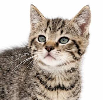 Shadow is soooo soooo stunningly handsome AND a sweet tiny pea -  Tabby and Bengal Cat for Adoption in Bedford Hills, New York - Shadow Is Soooo Soooo Stunningly Handsome AND A Sweet Tiny Pea | PetCurious