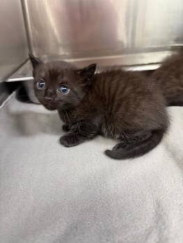 Domestic Short Hair Cats Available for Adoption in Pasadena, Texas - A184468 | PetCurious