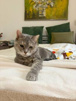 Rescue Domestic Short Hair Cats for Adoption in New York, New York - Rosie | PetCurious