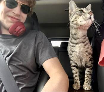 Exotic Shorthair Cats Available for Adoption in Ruskin, Florida - Nori | PetCurious