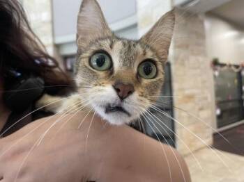 Jane -  Domestic Short Hair Cat for Adoption in Fort Worth, Texas - Jane | PetCurious