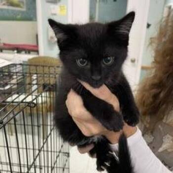 Papa Roach (DeMatti Kit 1) -  Domestic Short Hair Cat for Adoption in Marble, North Carolina - Papa Roach (DeMatti Kit 1) | PetCurious