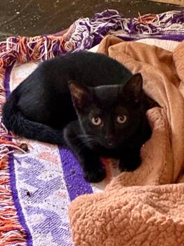 Matcha -  Domestic Medium Hair Cat for Adoption - Matcha | PetCurious