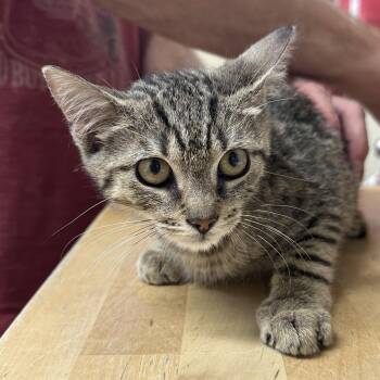 Allwood Coming In -  Domestic Short Hair Cat for Adoption in Clifton, New Jersey - Allwood Coming In | PetCurious