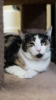 Domestic Short Hair and Calico Cats Available for Adoption in Chandler, Arizona - Coral Shard | PetCurious