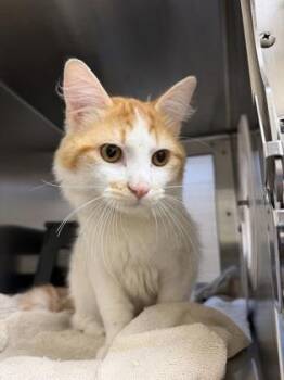 Friendly Giant -  Domestic Medium Hair Cat for Adoption in Wichita, Kansas - Friendly Giant | PetCurious