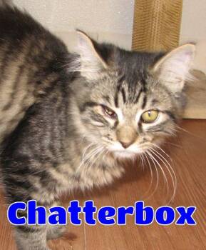 5489 Chatterbox -  Domestic Long Hair Cat for Adoption in Lawrenceburg, Kentucky - 5489 Chatterbox | PetCurious
