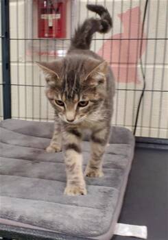 Rescue Domestic Short Hair Cats for Adoption in Peoria, Illinois - CANDIE | PetCurious