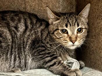 Zinna -  Domestic Short Hair and Tabby Cat for Adoption in Powell, Ohio - Zinna | PetCurious