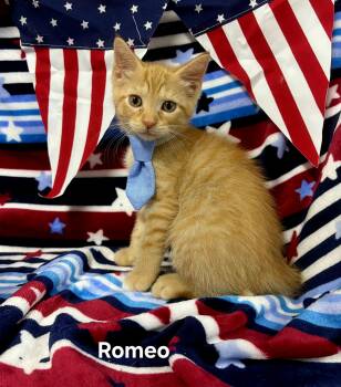 Romeo -  Domestic Short Hair Cat for Adoption in Delray, West Virginia - Romeo | PetCurious