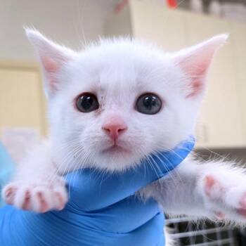 Valkea -  Domestic Short Hair Cat for Adoption in Woodinville, Washington - Valkea | PetCurious