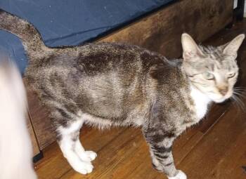 Mama Vanille -  Domestic Short Hair Cat for Adoption in Deltona, Florida - Mama Vanille | PetCurious
